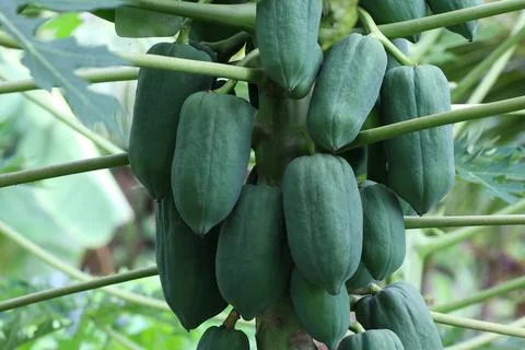 Papaya fruit Foto stock