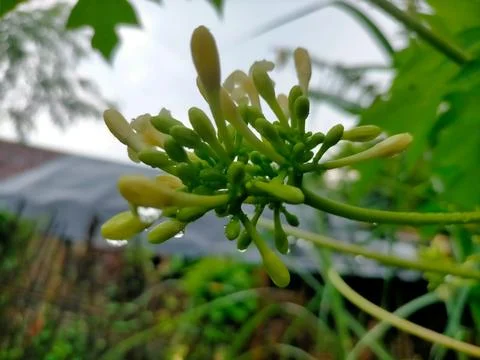 Papaya fruit 스톡 사진