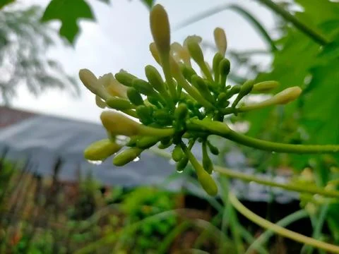 Papaya fruit Stock-Fotos