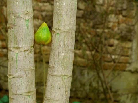 Papaya fruit presentation between two branches outdoor day light image. Fotos de archivo