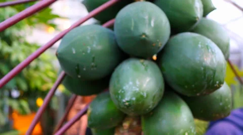 Papaya Fruit on Tree Stock Footage 36150323