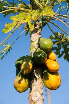 Papaya fruit on tree Stock Photos