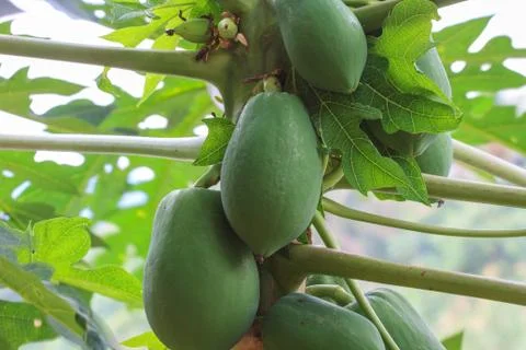 Papaya fruit on the tree 스톡 사진