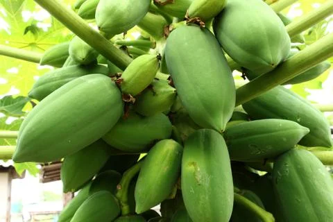 Papaya fruit on tree Stock Photos