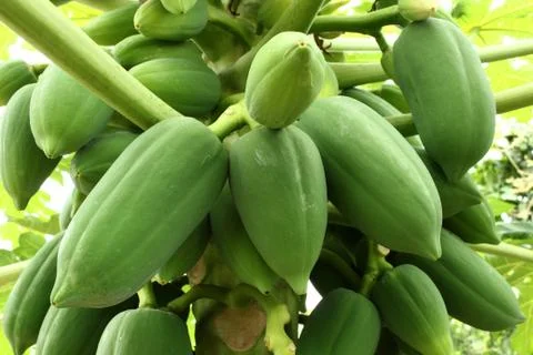 Papaya fruit on tree Foto stock
