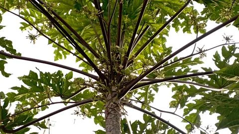 Papaya  fruit tree Foto stock