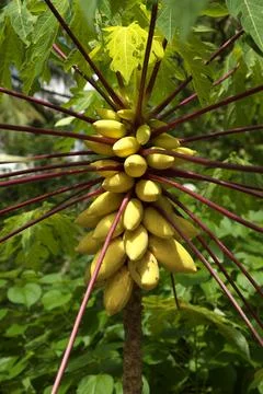 Papaya Fruit on Tree Stock Photos