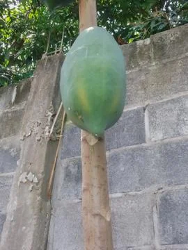 Papaya in the garden Stock Photos