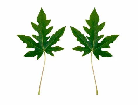 Papaya green Stock Photos