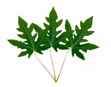 Papaya green Stock Photos