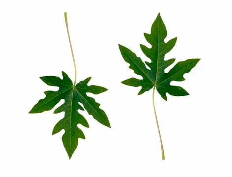 Papaya green Stock Photos