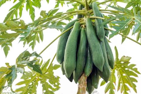 Papaya group Stock Photos