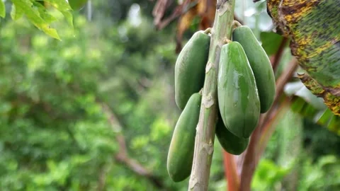 Shredding Green Papaya Casually By Slice Stock Footage Video (100%  Royalty-free) 1008430495