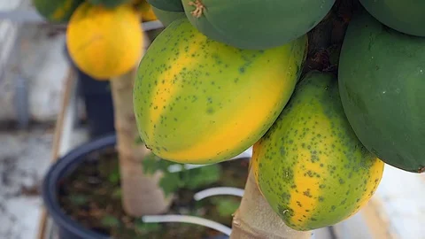 Papaya hanging on tree Stock Footage 82358723