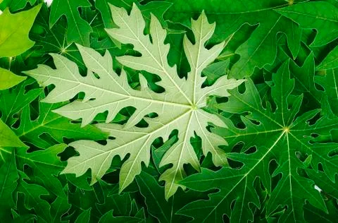 Papaya leaf background Stock Photos