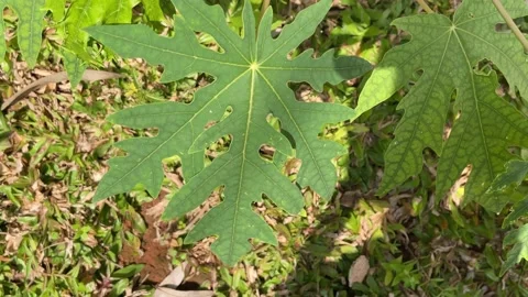 Papaya leaf blowing by the wind and sunshine Stock Footage 155440345
