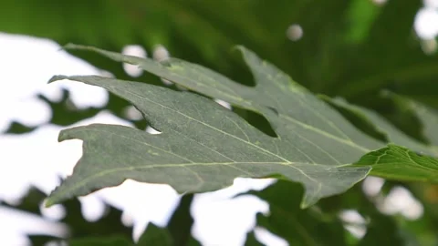 Papaya leaf closeup displaying textured surface in natural light, copy spac.. Video stock 325683374