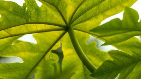 Papaya leaf extract may be safe to take as a medicine Stock Photos