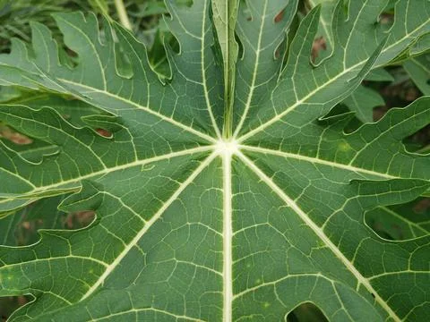 Papaya leaf focus close up Stock Photos