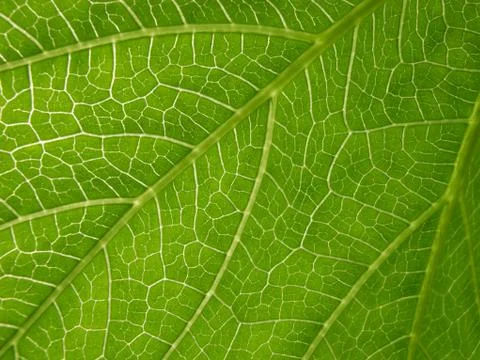 Papaya leaf Stock Photos