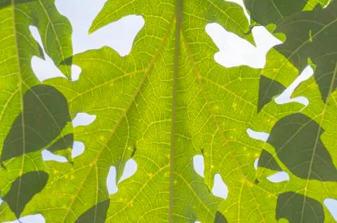 Papaya Leaf Stock Photos