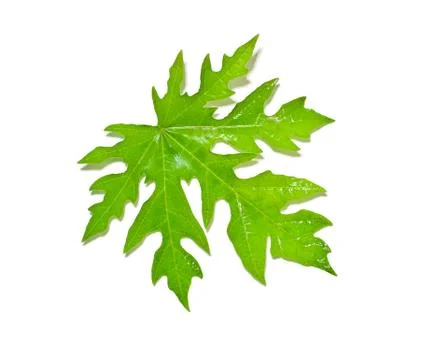 Papaya leaf Stock Photos