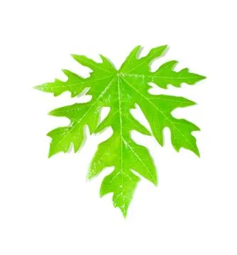 Papaya leaf Stock Photos