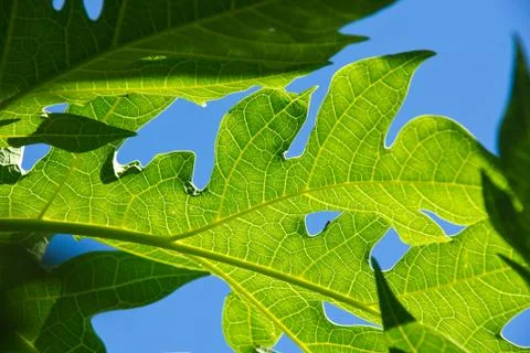 Papaya leaf Stock Photos