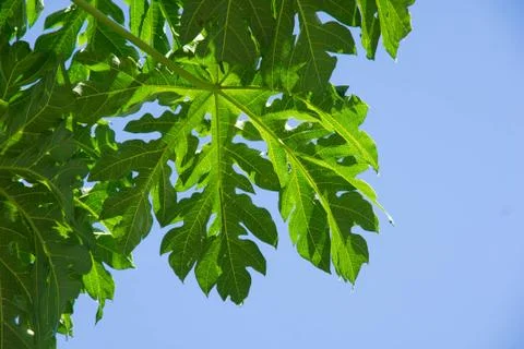 Papaya leaf Stock Photos