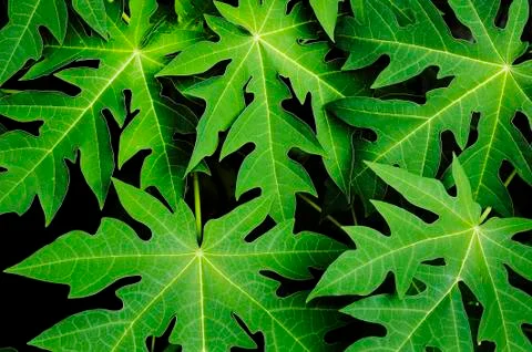 Papaya leaf Stock Photos