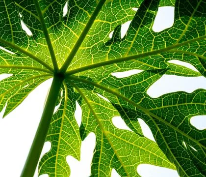 Papaya leaf Stock Photos