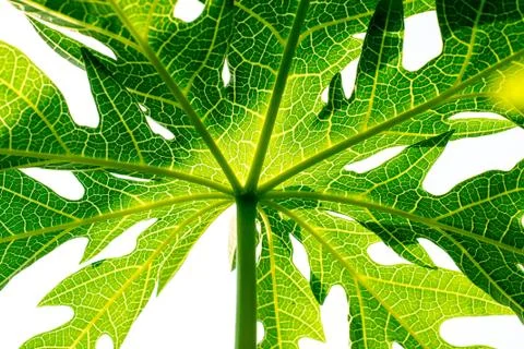 Papaya leaf Stock Photos