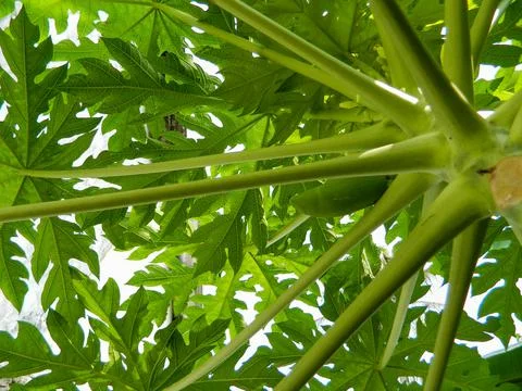 Papaya leaf Stock Photos
