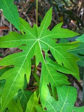 Papaya leaf 스톡 사진