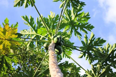 Papaya leaf Stock Photos