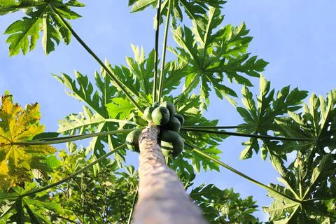 Papaya leaf Stock Photos