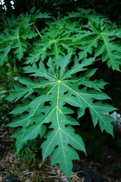 Papaya leaf Stock Photos