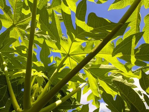 Papaya leaf Stock Photos