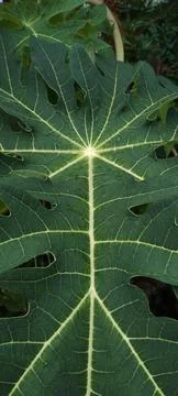 Papaya leaf Stock Photos