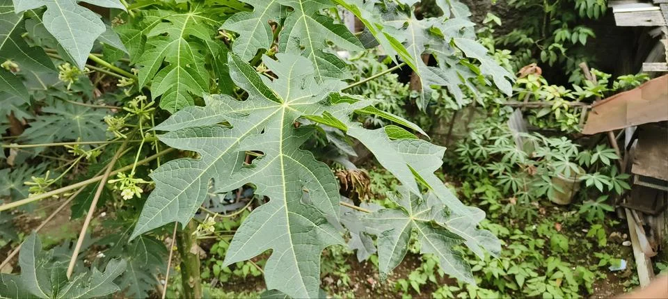 Papaya leaf Foto stock