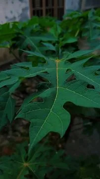 Papaya leaf Stock Photos