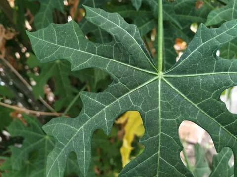 Papaya leaf Stock Photos