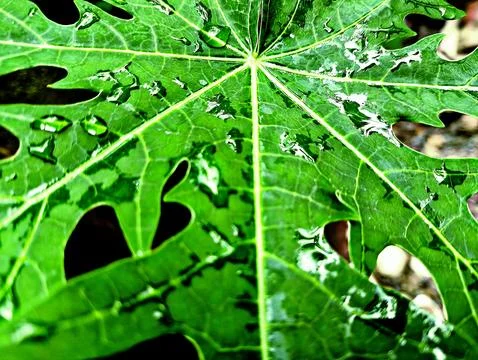 Papaya Leaf Stock Photos