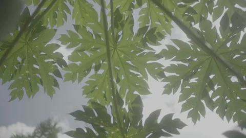 Papaya leaf with sunlight. Stock Footage