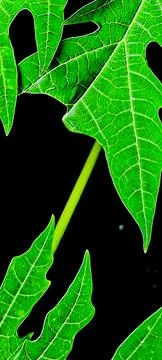 Papaya Leaf Surface Close Up Texture Stock Photos