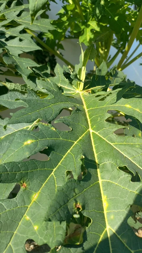 Papaya Leaf Swaying in Sunlight Close Up Stock Footage 339516678
