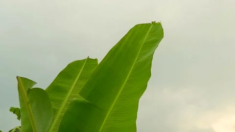 Papaya Leaf Tips Swaying in Evening Breeze Stock Footage 274735649