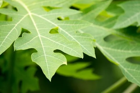 Papaya leaf view from the top. Stock Photos