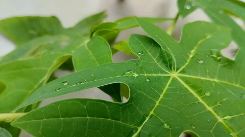 Papaya leaf with water drops on it Stock Footage 302332610