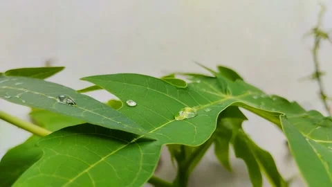 Papaya leaf with water drops on it Stockbeeldmateriaal 302332612